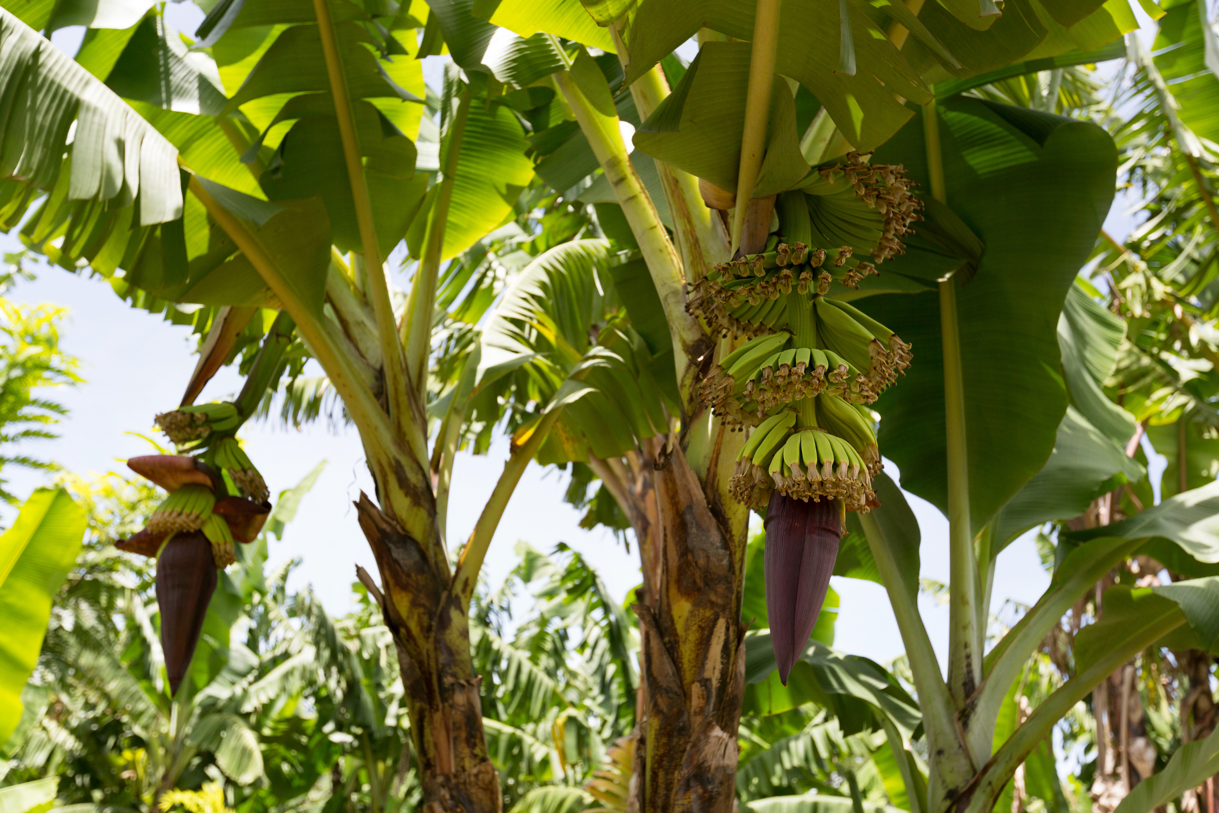 mto wa umbu (2).webp